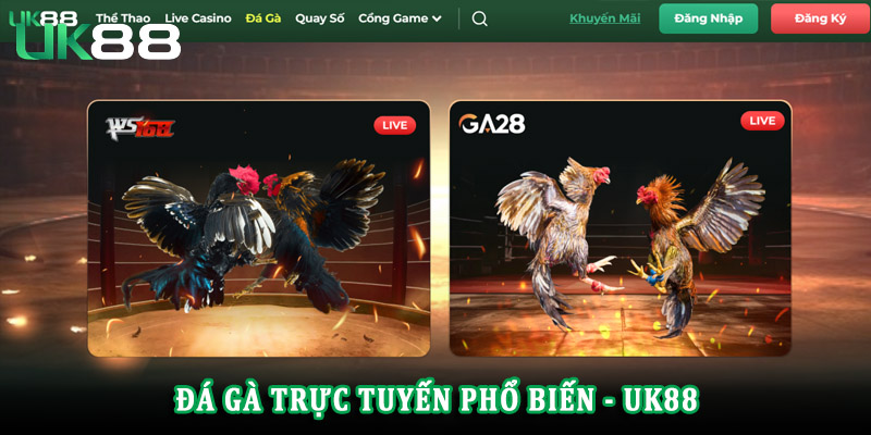Giới thiệu về đá gà Uk88 - Sảnh chơi không thể bỏ lỡ